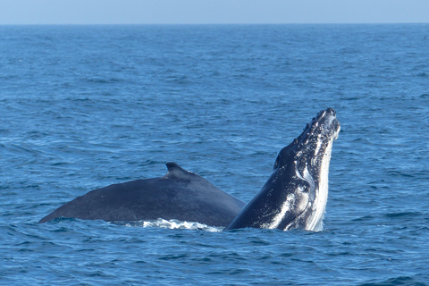 Sydney Whale Watching Cruise with Breakfast or Lunch Lunch Whale Watching Cruise