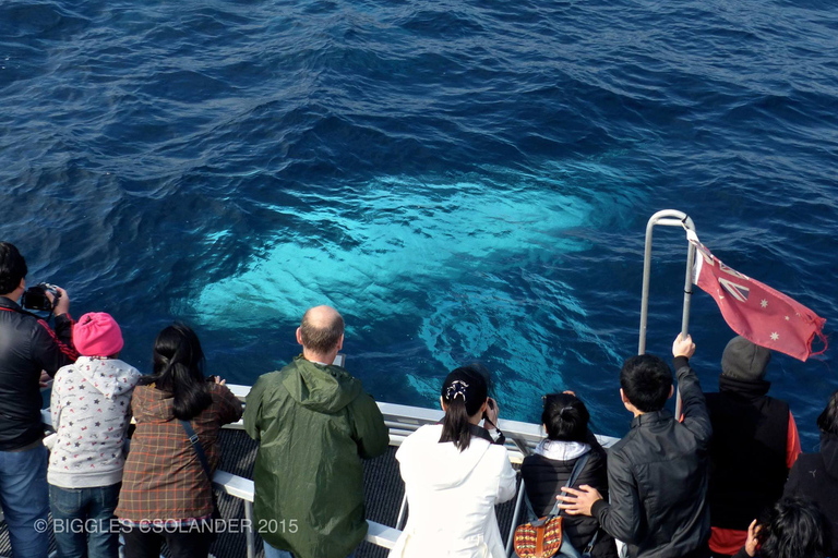 Sydney Whale Watching Cruise with Breakfast or Lunch Lunch Whale Watching Cruise