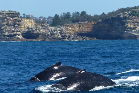 Sydney Whale Watching Cruise with Breakfast or Lunch Lunch Whale Watching Cruise