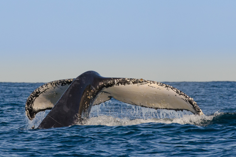 Sydney Whale Watching Cruise with Breakfast or Lunch Lunch Whale Watching Cruise