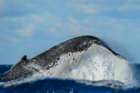 Sydney Whale Watching Cruise with Breakfast or Lunch Lunch Whale Watching Cruise