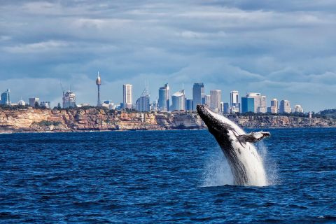 Sydney: Whale-Watching-Fahrt mit Frühstück oder Mittagessen