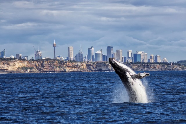 Visit Sydney Whale Watching Cruise with Breakfast or Lunch in Sydney, New South Wales