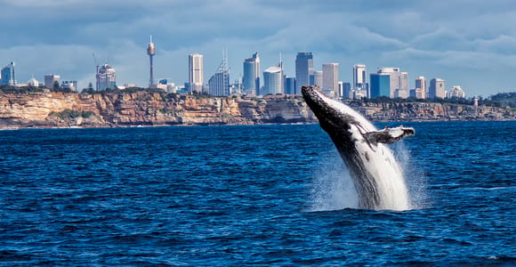 Sydney Whale Watching Cruise with Breakfast or Lunch
