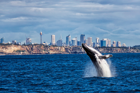 Sydney Whale Watching Cruise with Breakfast or Lunch Lunch Whale Watching Cruise