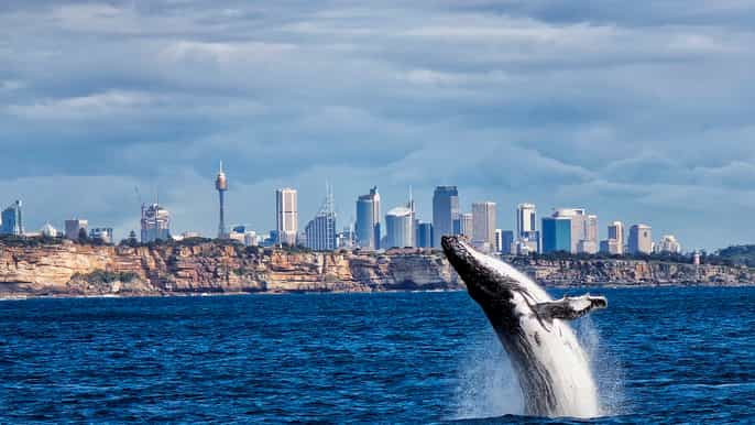 sydney whale watching cruise with breakfast or lunch