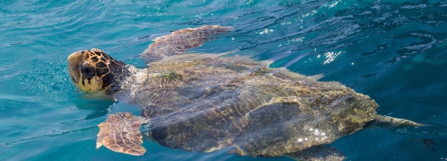 Zakynthos: Turtle Spotting Cruise on a Glass-Bottom Boat