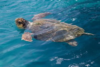 Zakynthos, Crucero de observación de tortugas en un barco de cristal y fondo - Hizvo