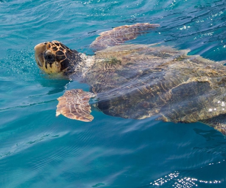 Zakynthos: schildpadden spotten op een boot met glazen bodem