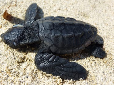 Zakynthos: Turtle Spotting Cruise on a Glass-Bottom Boat | GetYourGuide