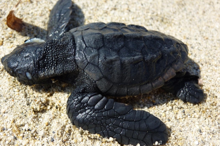 Zakintos: rejs przeszkloną łodzią na obserwację żółwi