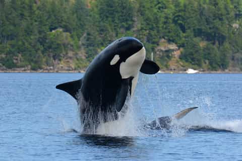 vancouver island fullday whale and wildlife adventure