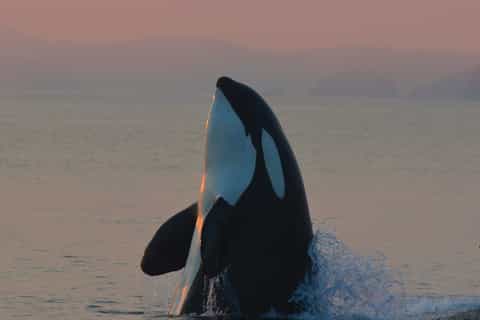 Vancouver Island: Half-Day Whale and Wildlife Adventure Tour