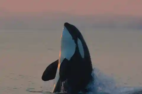 Cowichan Bay: Half-Day Whale & Wildlife Adventure