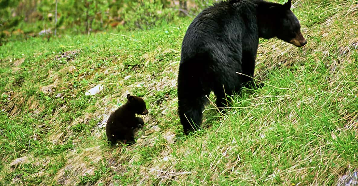 Jasper: Jasper National Park Full-Day Trip with Lake Cruise