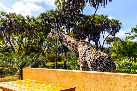 Exploring Nature's Treasures: A Private Day Trip in Diani Exploring Nature's Treasures: A Day Trip in Diani