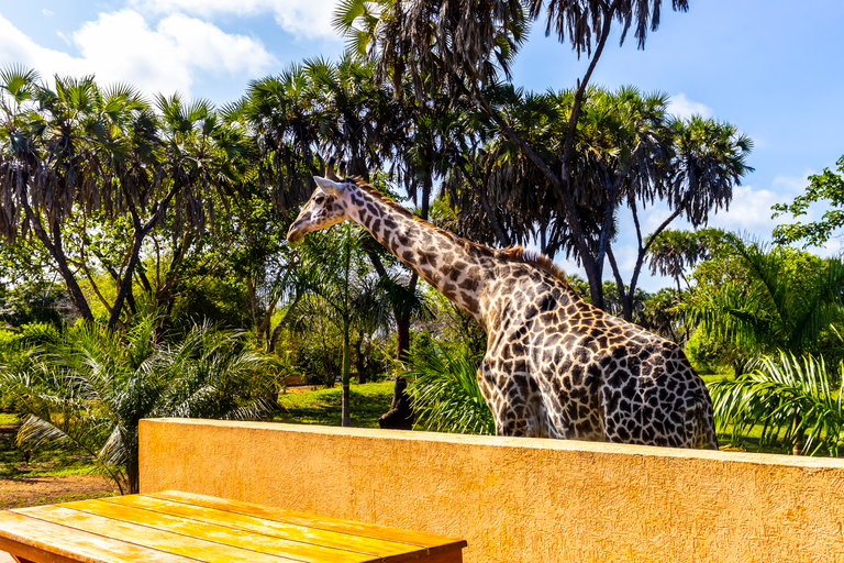 Exploring Nature's Treasures: A Private Day Trip in Diani Exploring Nature's Treasures: A Day Trip in Diani