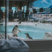 Franz Josef: West Coast Wildlife Centre Entry Ticket – 48 hrs Franz Josef: West Coast Wildlife Centre Entry Ticket – 48 hrs