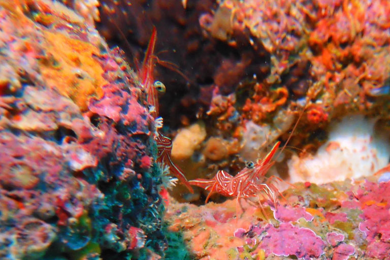 Colombo: Shipwreck Diving Experience within the city