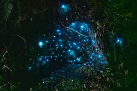 Waitomo: Glowworm Caves Guided Tour by Boat