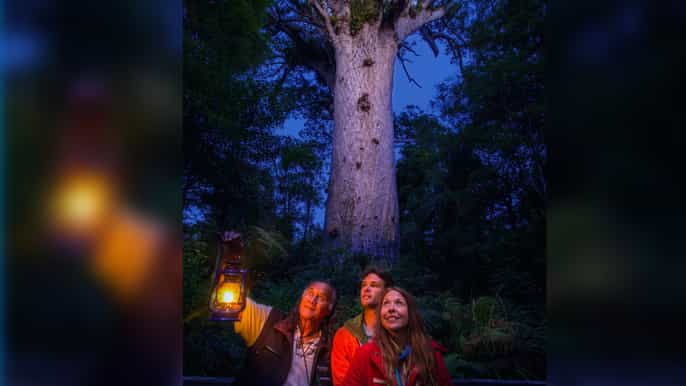 hokianga twilight forest encounter