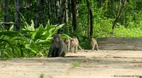 Ho Chi Minh, Tour privato della Foresta di Mangrove di Can Gio - Hizvo