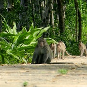 Ho Chi Minh: Can Gio Mangrove Forest Day Tour Ho Chi Minh: Can Gio Mangrove Forest Day Tour