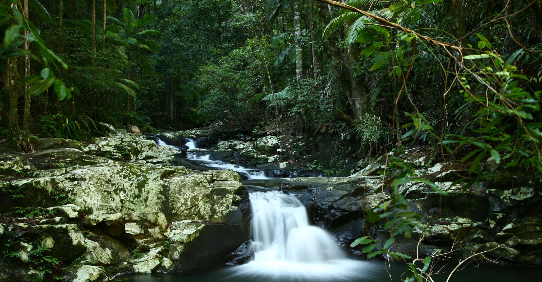 Byron Bay: Glowworms, Waterfalls & Rainforest Experience photo 13