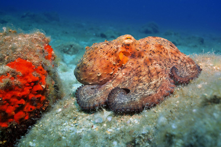 Grande Canarie : cours de plongée sous-marine pour débutant