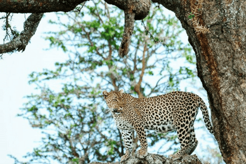 Desde Arusha: cráter del Ngorongoro con recorrido por la naturaleza y almuerzo