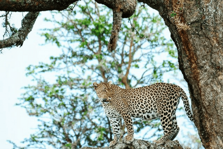 Desde Arusha: cráter del Ngorongoro con recorrido por la naturaleza y almuerzo