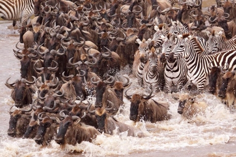 Van Nairobi: 7-daagse Masai Mara, Nakuru en Amboseli SafariOpenbare rondleiding met ballonvaart