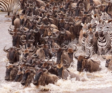 Desde Nairobi: Safari de 7 días por Masai Mara, Nakuru y Amboseli