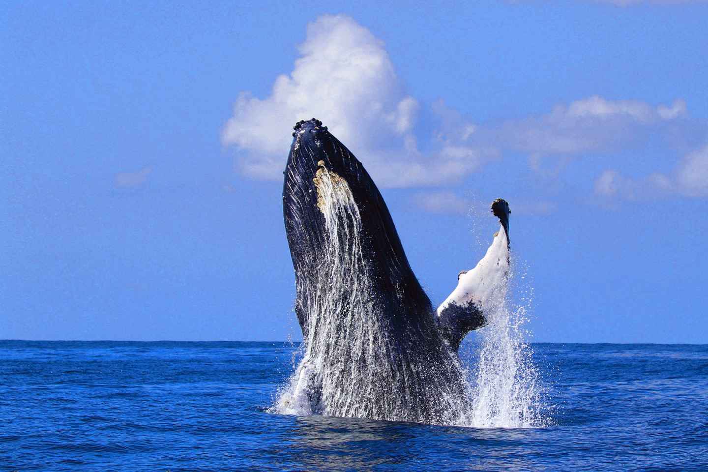 join a whale watching tour