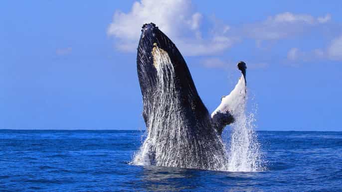 santa lucía tour de avistamiento de ballenas en kwazulunatal