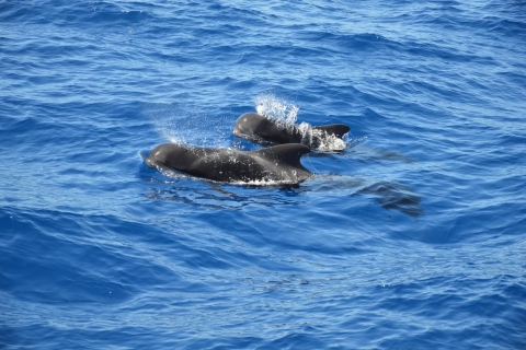 Tenerife: tour de avistamiento de ballenas y delfines