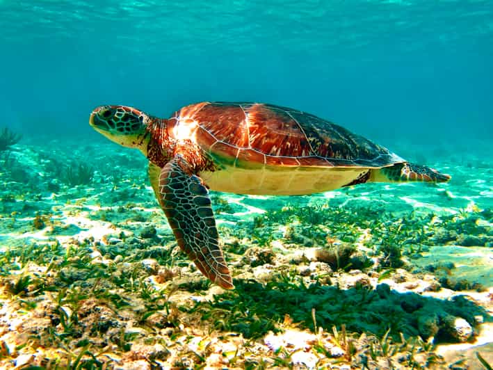 Green Sea Turtle Sea turtle, Baby sea turtles, Green sea turtle