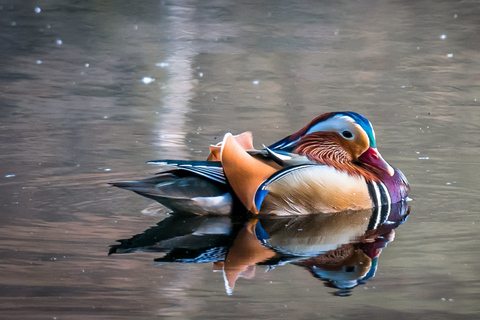 From Milan: Lake Como, Bellagio a Varenna Day Trip From Largo Cairoli
