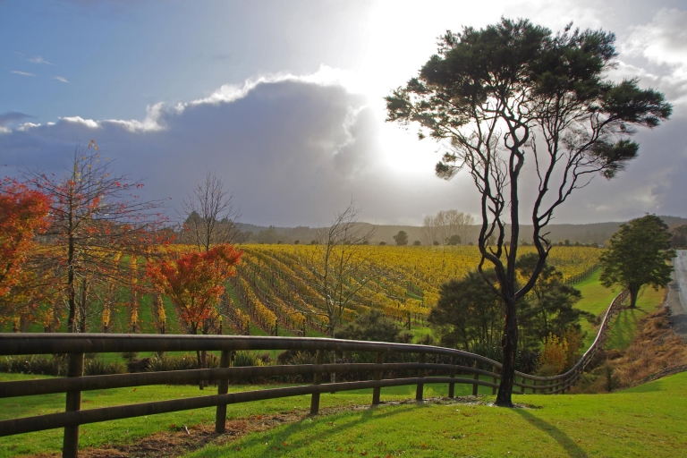 Ab Auckland: Kumeu-Weintour in kleiner Gruppe mit Mittagessen