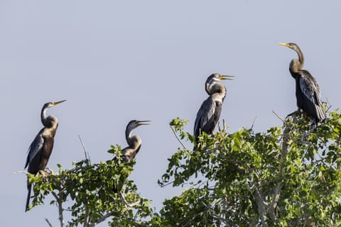 Bundala National Park: 3-Hour Morning or Evening Safari