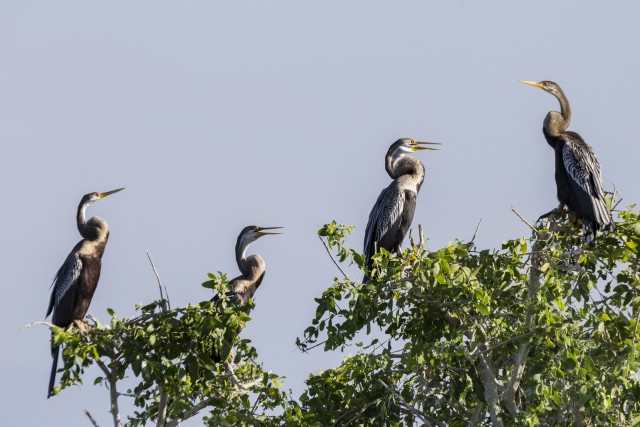 Visit Bundala National Park 3-Hour Morning or Evening Safari in Colombo