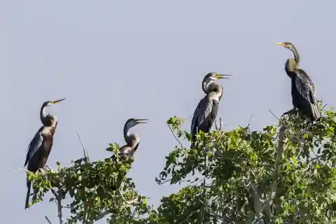 Nationaal Park Bundala: 3-uur durende ochtend- of avondsafari