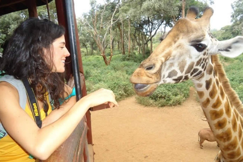 Nairobi: visite du Elephant Orphanage Trust et du Giraffe Center