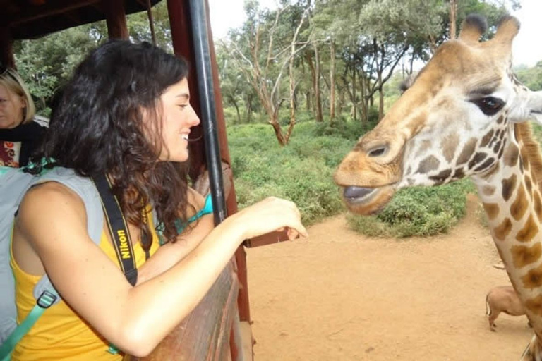 Nairobi: visite du Elephant Orphanage Trust et du Giraffe Center