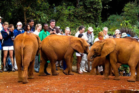 Nairobi: Elephant Orphanage Trust and Giraffe Center Tour