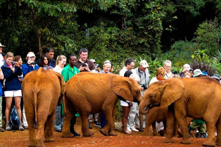 Nairobi: visite du Elephant Orphanage Trust et du Giraffe Center