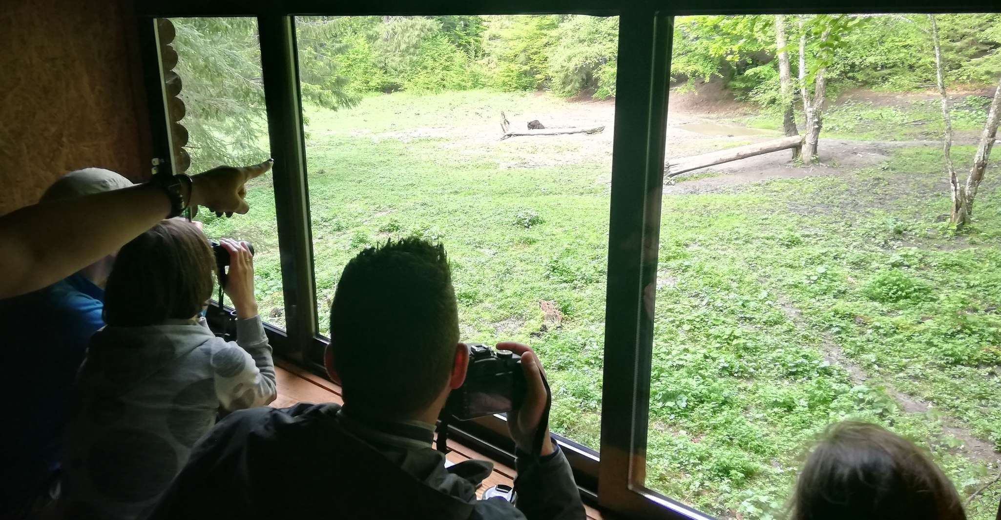 Brasov: Brown Bear & Wildlife Watching photo 5