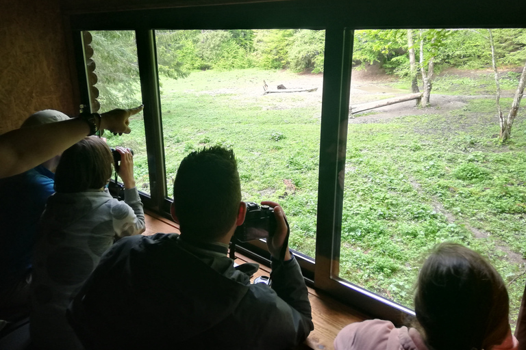 Brasov: Brown Bear & Wildlife Watching