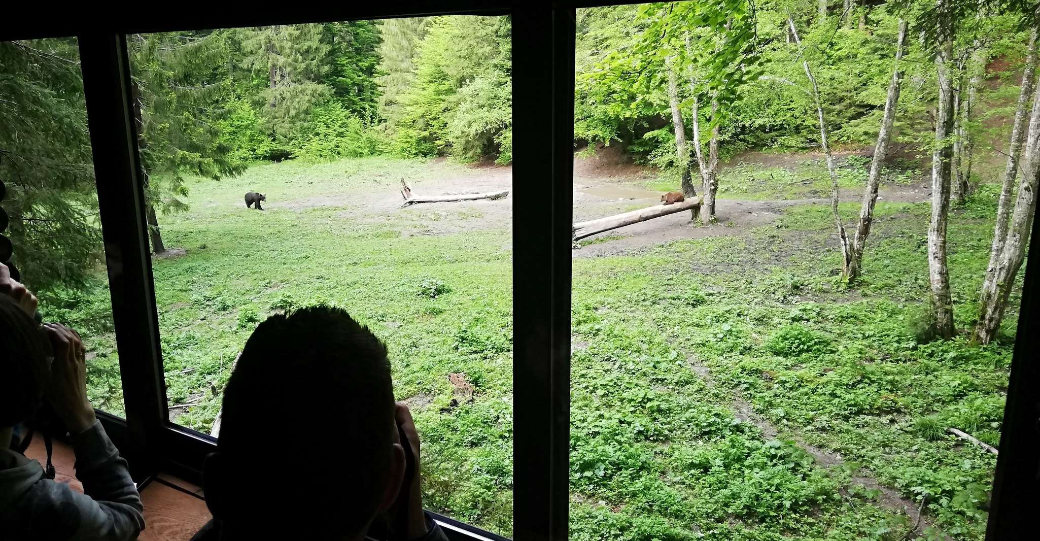 Brasov: Brown Bear & Wildlife Watching photo 4