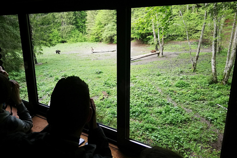 Brasov: Brown Bear & Wildlife Watching